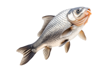Closeup of fresh common carp fish with detailed scales and fins, isolated on white transparent background, concept of aquatic life