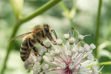 Bee on a flower