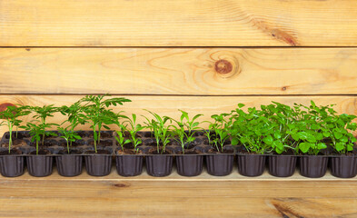 Young green flower seedlings of marigold, alyssum and ageratum flowers in plastic containers on peat tablets on wooden table. Gardening and growing flowers as a hobby. Spring work in the garden