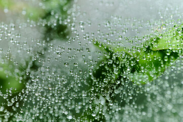 Droplets of water cling to green leaves in a misty environment during early morning hours