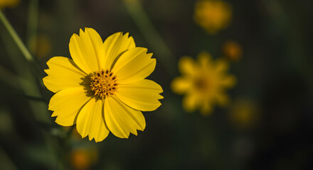 Obraz premium Close-up of a yellow flower
