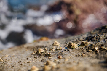 Shoreline detail of barnacles clustered on rocks with sparkling ocean background during daylight