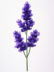 Purple lavender sprig on white background, simple elegance