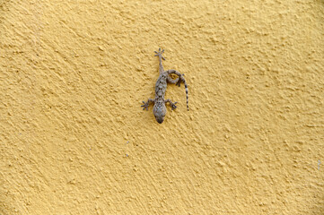 Lizard resting on a yellow wall in a warm and sunny environment