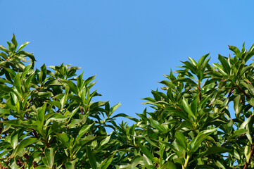 Lush green leaves reach toward a clear blue sky on a sunny day in a tranquil garden setting
