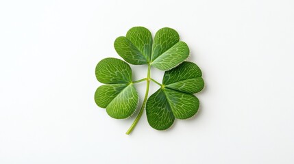 Three-Leaf Clover on White Background