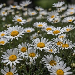 A soft-focus shot of white daisies with a blurred park background.