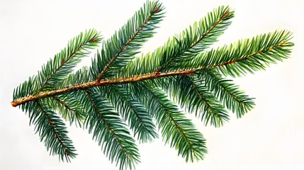 Detailed Evergreen Fir Branch Pencil Drawing Illustration