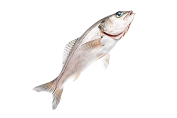 Haddock fish isolated on white transparent background, concept of marine life.