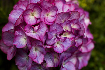Obraz premium Macro image, pink hydrangea in the garden