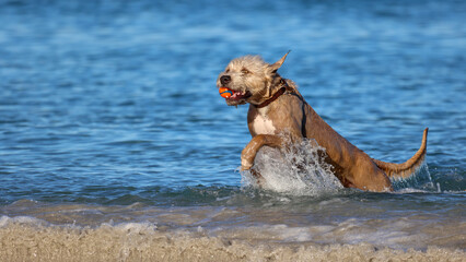 Wet dog running out of sea, ocean, with ball in mouth. Pet outdoors summer fun, exercise, friendship and love