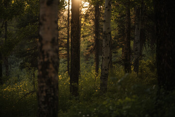 Obraz premium Golden hour sunlight filtering through trees