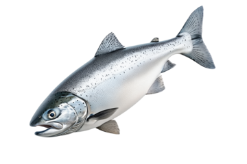 Silver salmon fish with fine details, textured scales and fins isolated on white transparent background. Concept of aquatic life