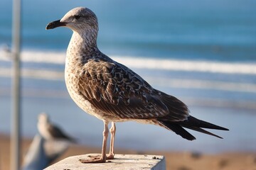 Essaouira, Morocco