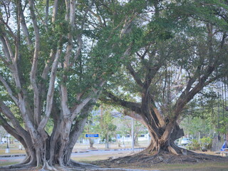 Large tree dominates a park landscape, with a lake and other trees in the background. Serene, natural setting.