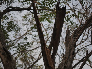 Nature's resilience. Broken branch reaches for the sky, symbolizing strength and renewal.