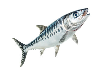 Fototapeta premium Fresh Spanish mackerel fish with detailed scales and fins isolated on white transparent background. Concept of seafood and marine life