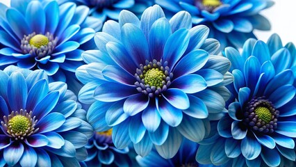 Obraz premium Macro Photography: Vivid Blue Flowers Isolated on White Background - High-Resolution Stock Image