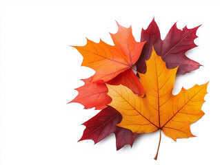 Fototapeta premium Colorful autumn leaves in vibrant shades of red, orange, and yellow isolated on white background, showcasing beauty of fall foliage