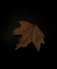 Minimalist Autumn Aesthetic