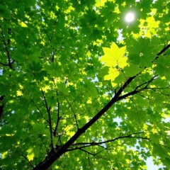 Obraz premium Green leaves of a big tree spread wide in sunlight, green, tree