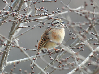 羽を休めるホオジロ