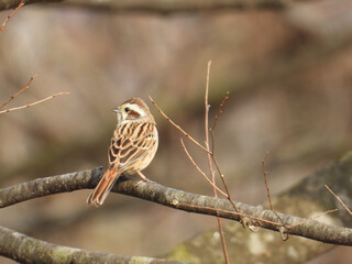 枝にとまるホオジロ