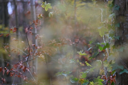 For&ecirc;t en automne