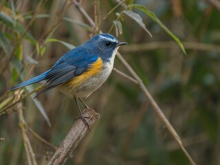 Obraz premium 森の中で枯れ木に留まって周りを見渡しているルリビタキの雄