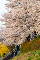 Obraz premium cherry blossoms in the park