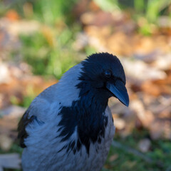 portrait of a crow