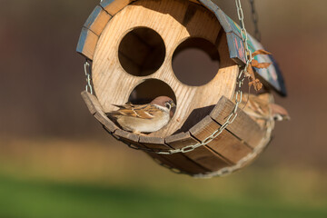 sparrow in an autumn park