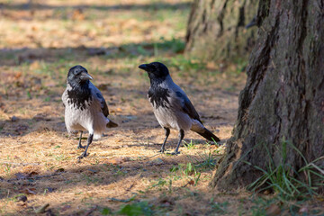 crows on fallen needles in autumn