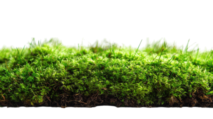 Vibrant green moss close-up on dark soil, isolated on black