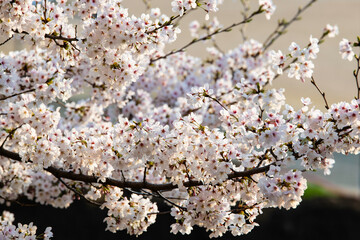 cherry blossoms hanging from the branches