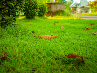 A stretch of Japanese grass with scattered leaves.