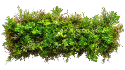 Vibrant green moss patch isolated on black, ideal for texture overlays