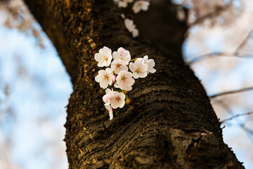 cherry blossoms on the tree