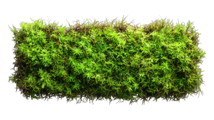 Vibrant green moss patch isolated on black, ideal for texture