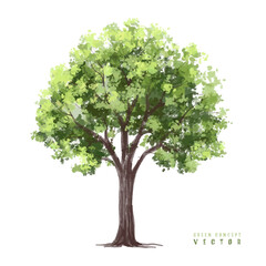 Obraz premium Vector watercolor green tree or forest side view isolated on white background for landscape and architecture drawing,elements for environment or and garden,Shrub for section