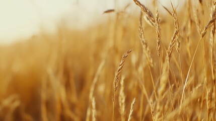 Fototapeta premium Close up macro view of golden hay harvest texture in a rural agricultural straw field landscape