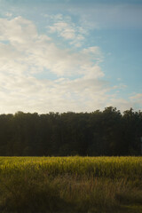 Obraz premium field and sky