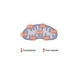Oxidative stress, an imbalance of free radicals and antioxidants. Vector scientific illustration.	