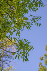 Green Tree Branches Against a Clear Blue Sky on a Sunny Day