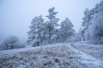 Winterlandschaft vor hellblauem Himmel, an einer Lichtung stehen schneebedeckte Bäume und Sträucher, gefrorene Wiese im Vordergrund, ein Weg führt den Betrachter tiefer ins Bild