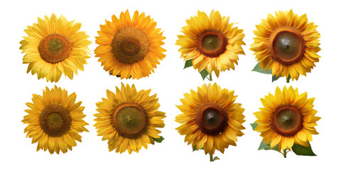 Bright Sunflowers Displaying Nature's Beauty, PNG collection, set bundle, isolate on transparent or white background