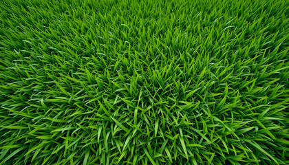 Lush Green Grass Field, Perfect for Backgrounds