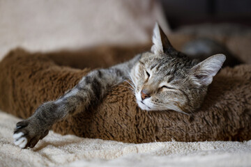 The elderly cat is asleep in his bed. Shallow focus.