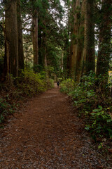旧東海道　箱根宿の杉並木
