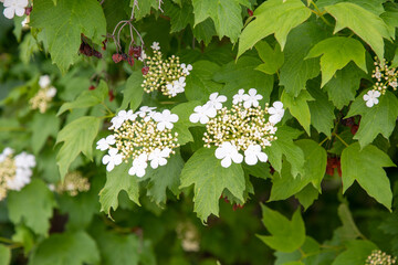 pair of inflorescences of three-lobed viburnum (Viburnum trilobata, lat.) with small white flowers contain vitamins, flavonoids, phytoncides, antioxidants, medicinal tea is brewed from the flowers,